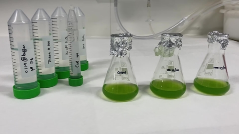 Thumbnail for entry Catalase assay
