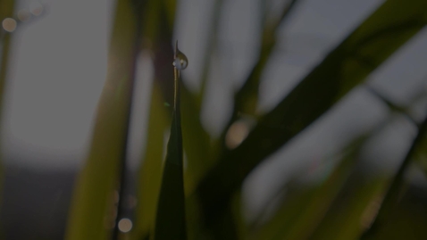 Thumbnail for entry One KI for Sustainable Development