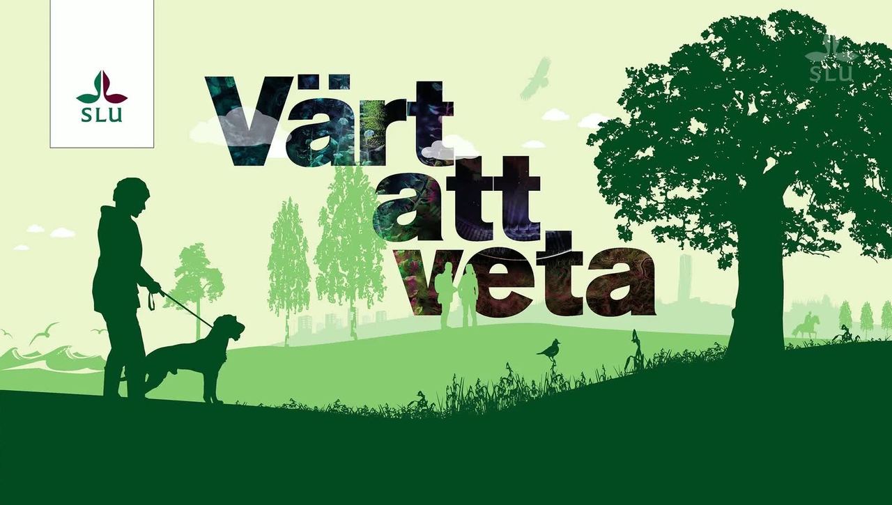 Hur ser man om hästen är halt? – det senaste inom rörelseforskning på SLU