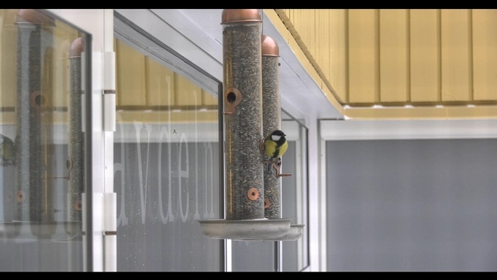 SlowTV Fågelmatning på IT i Umeå