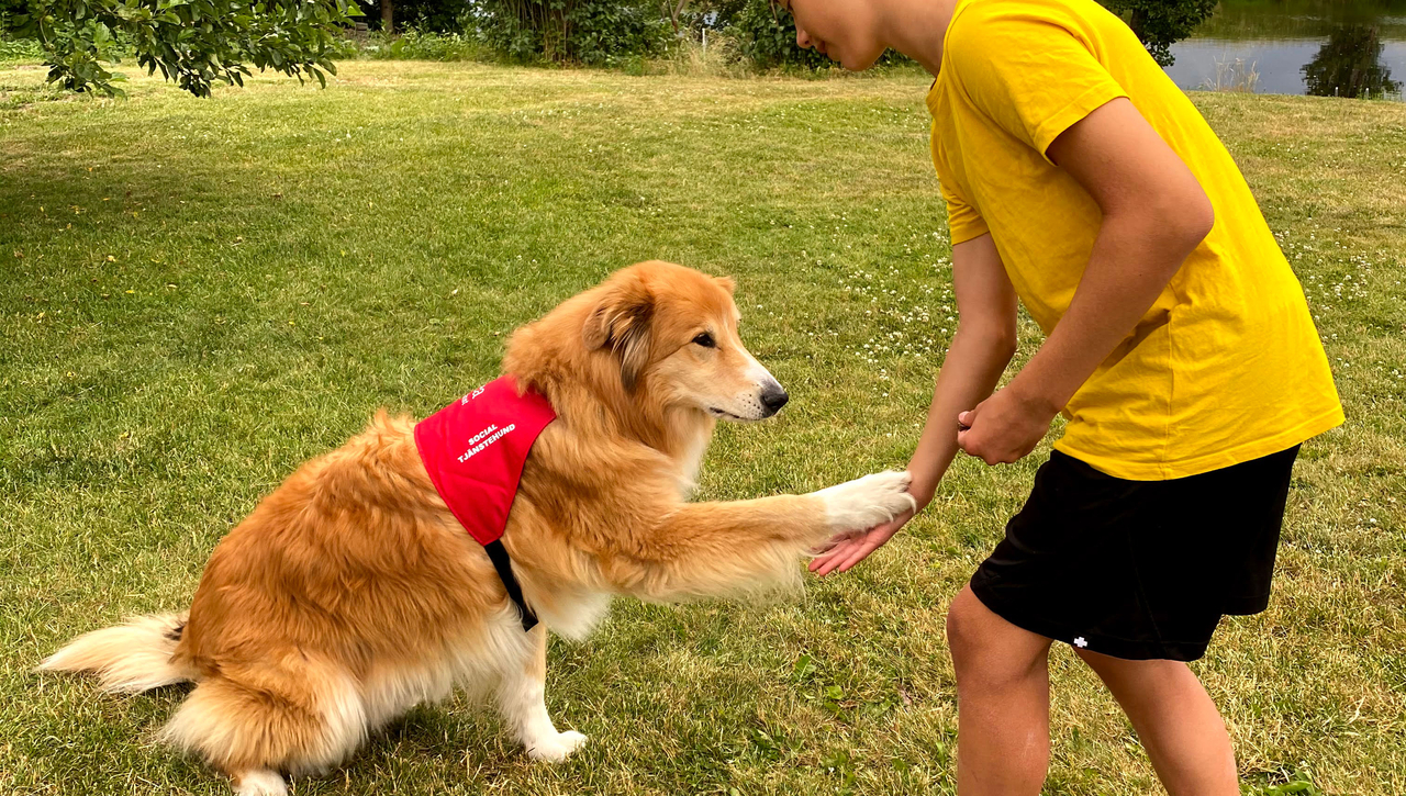 Webbinarium: Sociala tjänstehundars välfärd