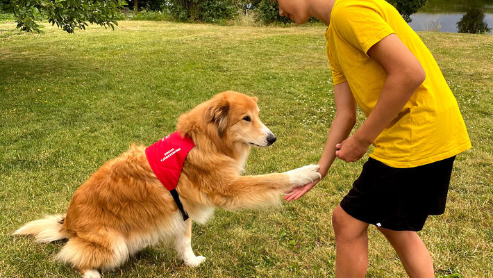 Webbinarium: Sociala tjänstehundars välfärd