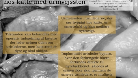 Thumbnail for entry Implantatfri urinleder bypass hos katte